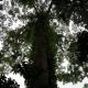 La foresta tropicale,regno della biodiversità
