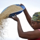 Prezzi del grano alle stelle, le risposte alternative dell’Africa