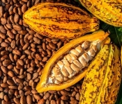 Il cacao invade le foreste protette ghanesi e ivoriane