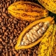 Il cacao invade le foreste protette ghanesi e ivoriane