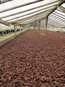Piantagione di Diogo Vaz, il cacao in un'essiccatoio  (foto Giorgio Pagano)