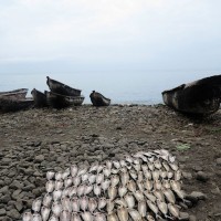 Neves,il pesce appena pescato