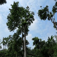 Roça di Ponta Figo,la foresta d’ombra