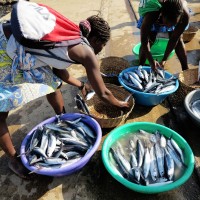 Sao Tomè,le palaié(venditrici di pesce)si riforniscono di pesce appena pescato