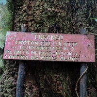 Parque d’Obò, il cubango,albero utilizzato per curare le malattie degli occhi