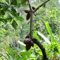 Roça di Ponta Figo,una pianta di cacao