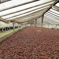 Roça di Diogo Vaz,il cacao in un essiccatoio